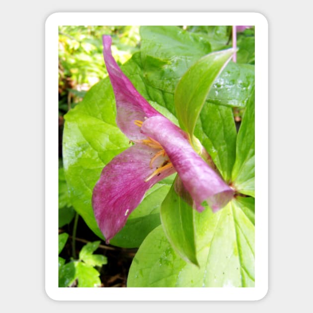 purple trillium #1 Sticker by DlmtleArt